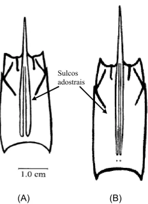 Figura 5 – Diferenças anatômicas e morfológicas entre os sulcos adostrais de  (A)  F. paulensis (similar ao F