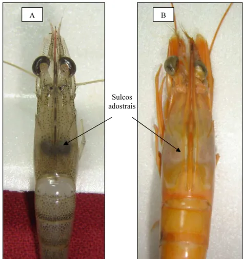 Figura 8 – (A) Camarão F. subtilis capturado do Rio Pacoti, ainda fresco e (B)  F. brasiliensis cedido pelo LABOMAR, conservado em álcool