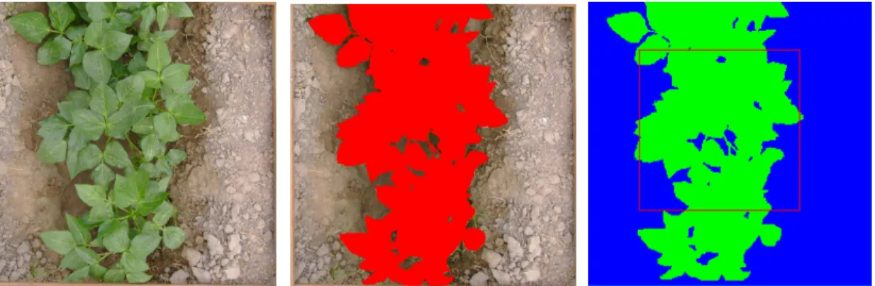 FIGURA 1 - Cobertura vegetal do solo pelo feijão-de-corda irrigado com água salina  em  diferentes  estádios  de  desenvolvimento  (a)  imagem  no  campo;  (b)  imagem  trabalhada por editor de imagens; (c) e pelo método da máxima verossimilhança no  ENVI