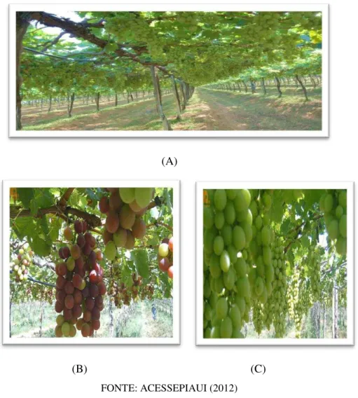 FIGURA 6: (A): Área experimental para cultivo da videira no Assentamento Marrecas. (B): Uva da  variedade benitaka