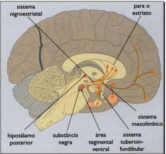 Figura 4 - Principais vias dopaminérgicas no SNC 
