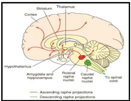 Figura 5 - Vias serotoninérgicas no cérebro 
