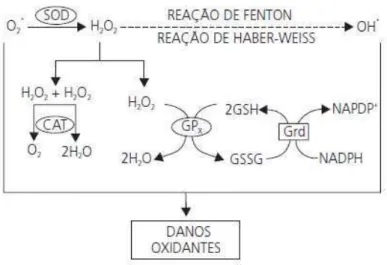 Figura 7 – Integração dos sistemas de defesa enzimáticos 