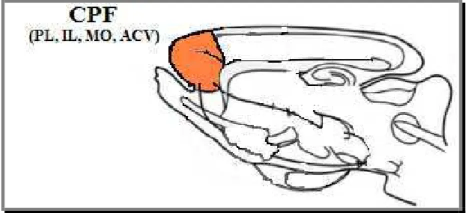 Figura 11 - Representação da região anatômica no camundongo referente ao córtex  pré-frontal 