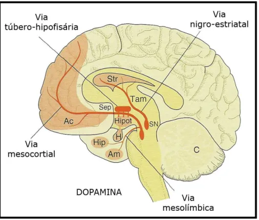 Figura 4 Vias dopaminérgicas no encéfalo 