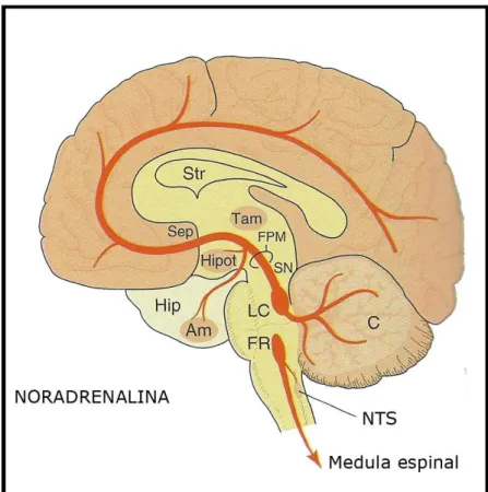 Figura  5  Vias  da  noradrenalina  no  encéfalo.  Fr,  formação  reticular  do  tronco  encefálico;  FPM,  feixe  prosencefálico  medial;  NTS,  núcleo  do  trato  solitário  (núcleo sensitivo do vago)