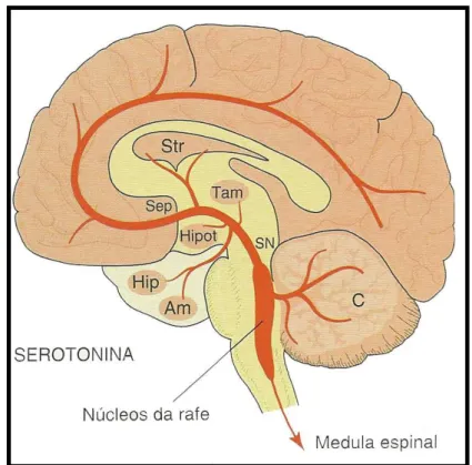 Figura 6 Vias da 5-hidroxitriptamina no encéfalo. 