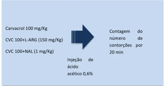 Figura 7 Fluxo de tratamento no teste de contorções induzidas por ácido acético. 
