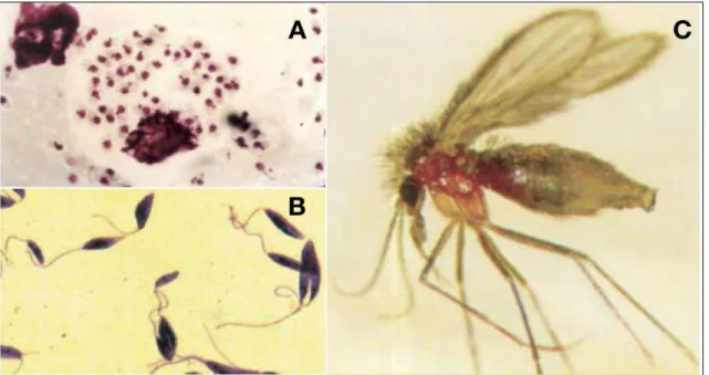 Figura 3. Formas morfológicas da Leishmania: A) forma promastigota flagelada  e  B)  forma  amastigota  aflagelada;  e  fêmea  de  flebotomíneo  adulto  (C)