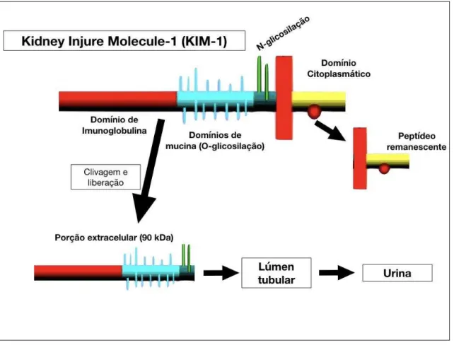 Figura  5.  Estrutura  do  Kidney  injury  molecule-1  (KIM-1).  Adaptado  de  (ICHIMURA et al., 1998).