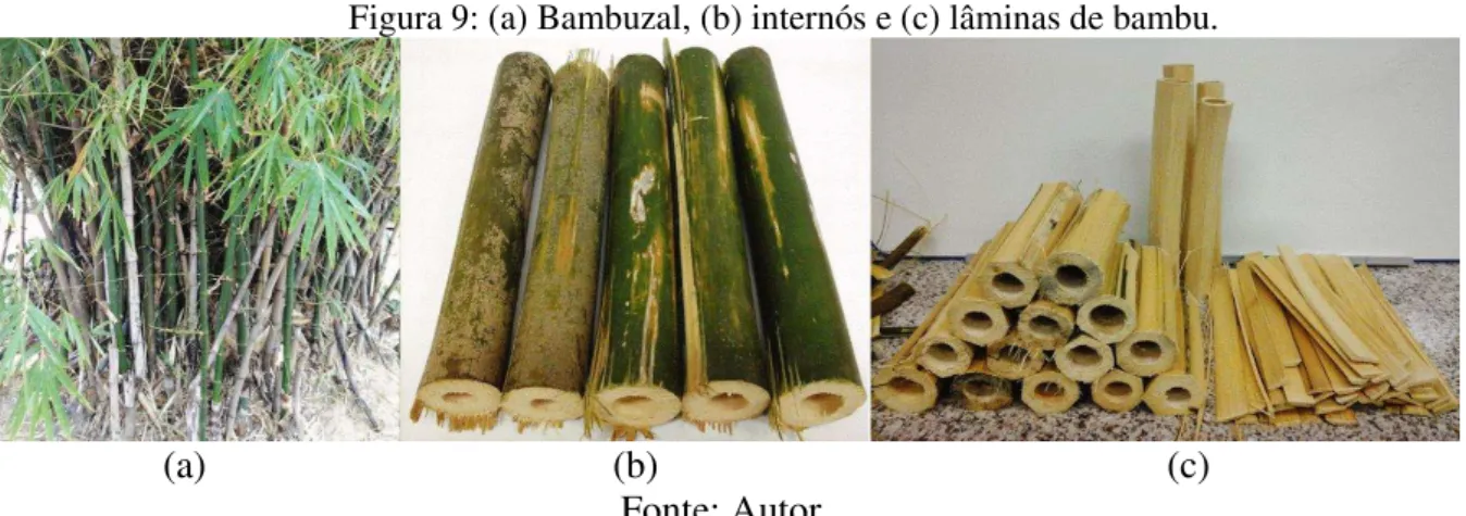 Figura 9: (a) Bambuzal, (b) internós e (c) lâminas de bambu. 