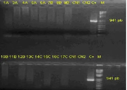Figura 12  -  Gel de agarose de PCR para detecção do WSSV nos pools das espécies de camarão  capturadas na Coleta 1 : Estação A: 1A = pool de 15 camarões da espécie L