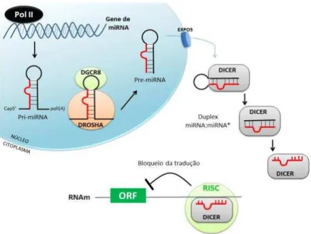 Figura 3 - Biossíntese dos microRNAs. 