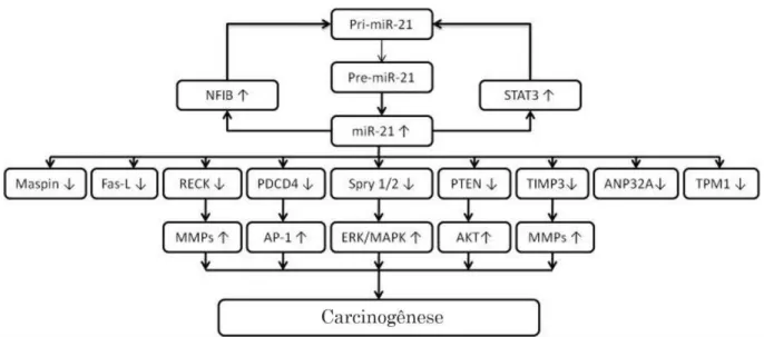 Figura 5 - Alvos do miRNA-21 envolvidos na carcinogênese. 