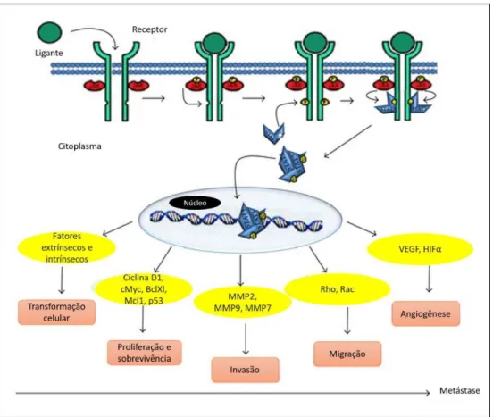 Figura 7 - Esquema de ativação de STAT3, genes regulados por ele e funções destes na  carcinogênese
