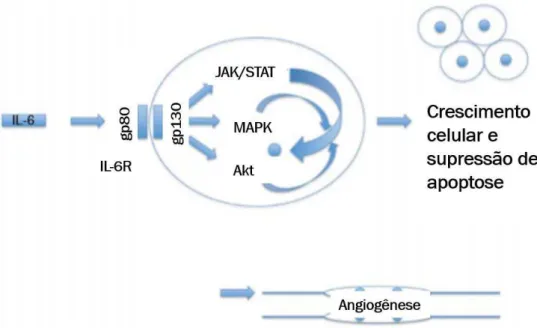 Figura 8 - Interação IL-6 - IL-6R e implicações na carcinogênese 