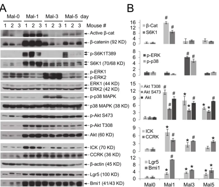 Figure 1. Protein malnutrition induces up-regulation of key signaling pathways that are related to intestinal cell growth and survival