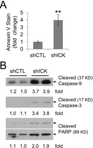 Figure 5. ICK deficiency in HCT-8 cells induced apoptosis via the caspase-dependent mechanism