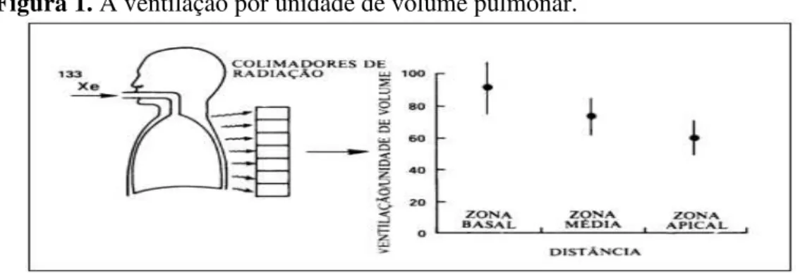 Figura 1. A ventilação por unidade de volume pulmonar. 