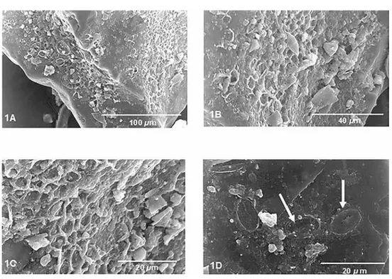 Figura 1 - Evidências da ação de microbiana sobre a superfície dos cristais de um alumino-silicato de  Fe e K em bioilme de manguezal na Baía de Sepetiba, RJ