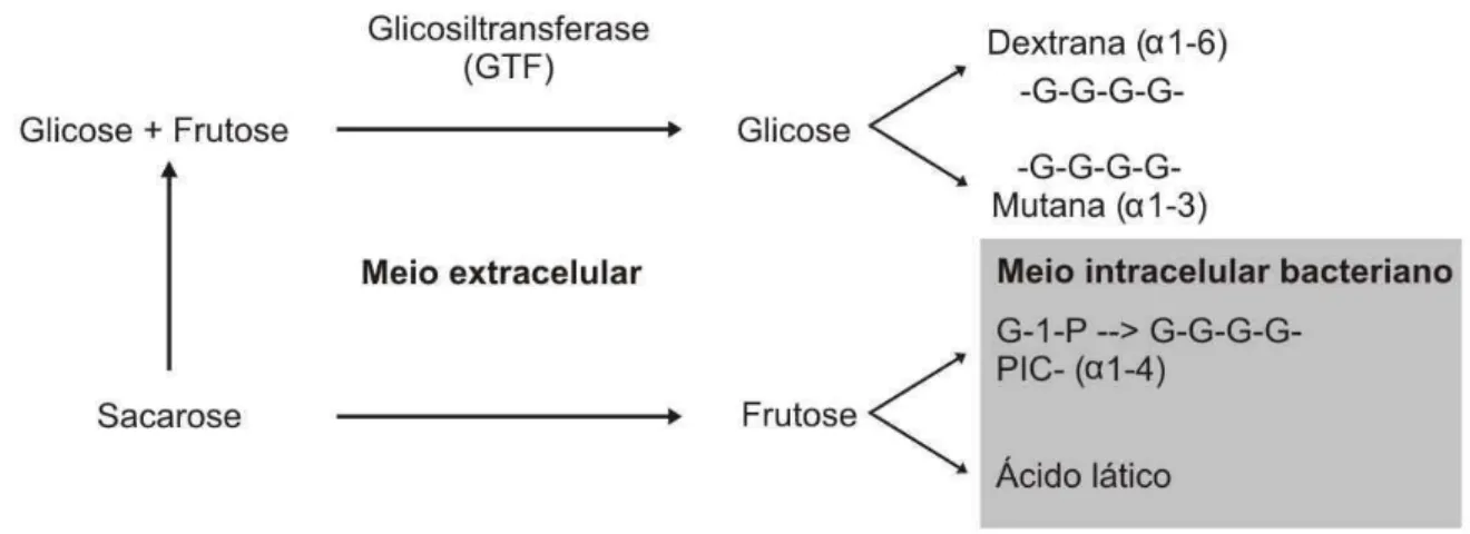 Figura 3: Metabolismo bacteriano da sacarose na placa dental via glicosiltransferase (GTF)