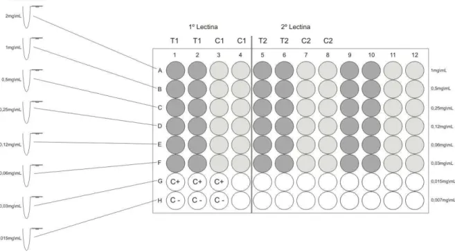 Figura  8:  Representação  esquemática  da  montagem  da  placa  de  96  poços  para  o  ensaio  de  atividade antibacteriana