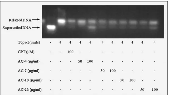 Fig. 9. The inhibition of topoisomerase I-mediated DNA supercoiling in the presence of thiazacridine derivatives