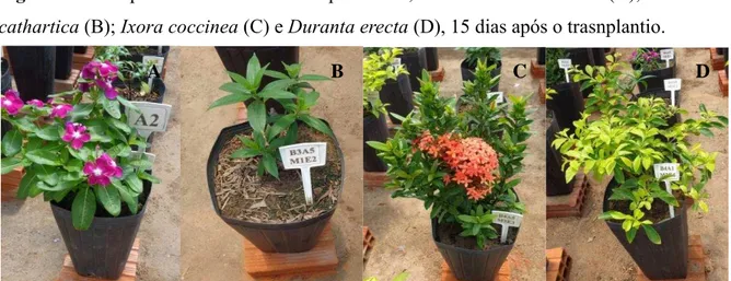 Figura  5  –  Espécies  utilizadas  no  experimento,  Catharanthus  roseus  (A);  Allamanda  cathartica (B); Ixora coccinea (C) e Duranta erecta (D), 15 dias após o trasnplantio.