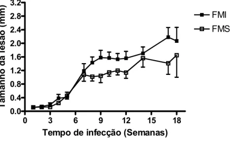 FIGURA  3  - Avaliação  do  tamanho  da  lesão  de  pata  em  hamsters  infectados  por  Leishmania  braziliensis,  filhotes  de  mãe  sadia  (FMS)  e  filhotes  de  mãe  infectada  (FMI)
