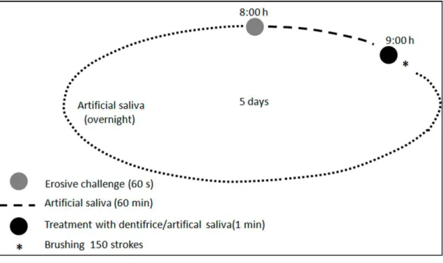 Figure 1. 24-hour cycle followed during experiment. This sequence was repeated during 5  days
