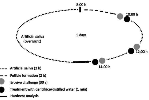 Figure 1. 24-hour cycle followed during experiments. This sequence was repeated during 5  days