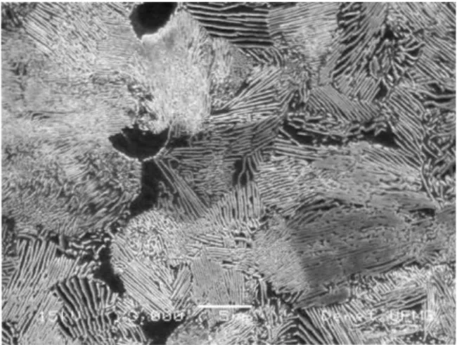 Figure 1. SEM micrograph of the hot rolled steel etched with 2% Nital.
