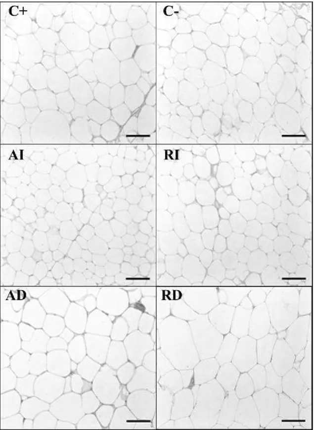 Figure  1   -  Optical  microscopy  of  epididymal  adipose  tissue:  (C  +)  positive  control  (C-)  negative  control  (AI)  arabic  integral  (RI)  integral  robust,  (AD)  arabic  decaffeinated  (RD)  decaffeinated robust