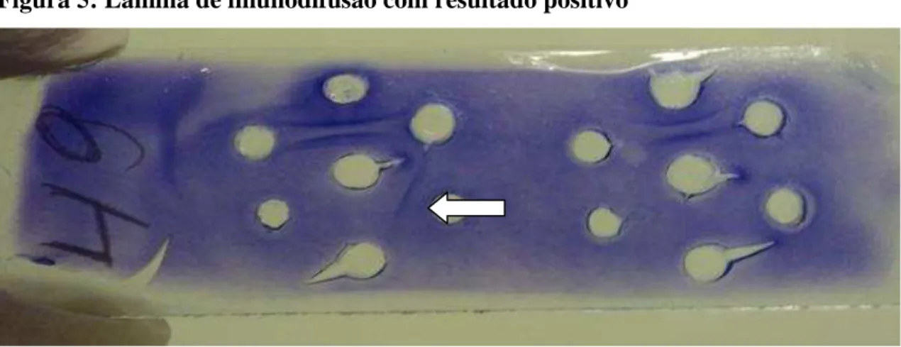 Figura 5: Lâmina de imunodifusão com resultado positivo 
