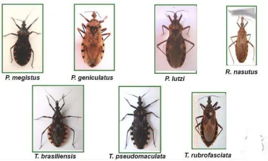 Figura 1  –  Espécies de triatomíneos de importância na transmissão da doença de Chagas no  Ceará
