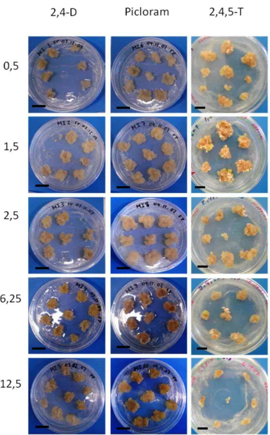 FIGURA  1  -  Indução  de  calos  utilizando  2,4-D  (Coluna  da  esquerda),  Picloram  (Coluna  do  meio)  e  2,4,5-T  (Coluna da direita)