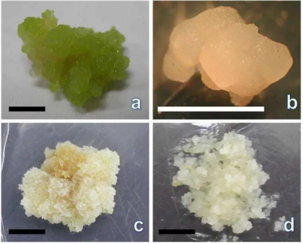 FIGURA 2 - Linhagens de calos isolados a partir de calos primários formados pelo cultivo dos explantes foliares  em  meio GC  1,5