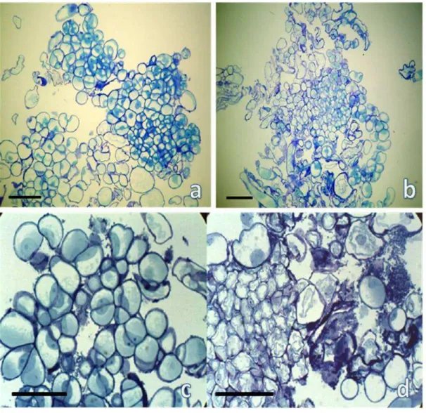 FIGURA 5 - Análise histológica de calos da linhagem de calos 3. A e B: Aspecto do calo mostrando a ausência  de células embriogênicas e a presença de células mortas