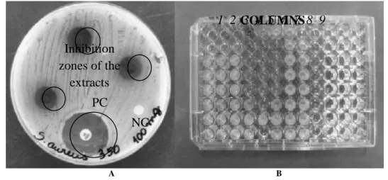 Figure 1: Halos of growth inhibition of S. aureus (A); Minimum Inhibitory Concentration of extracts against P