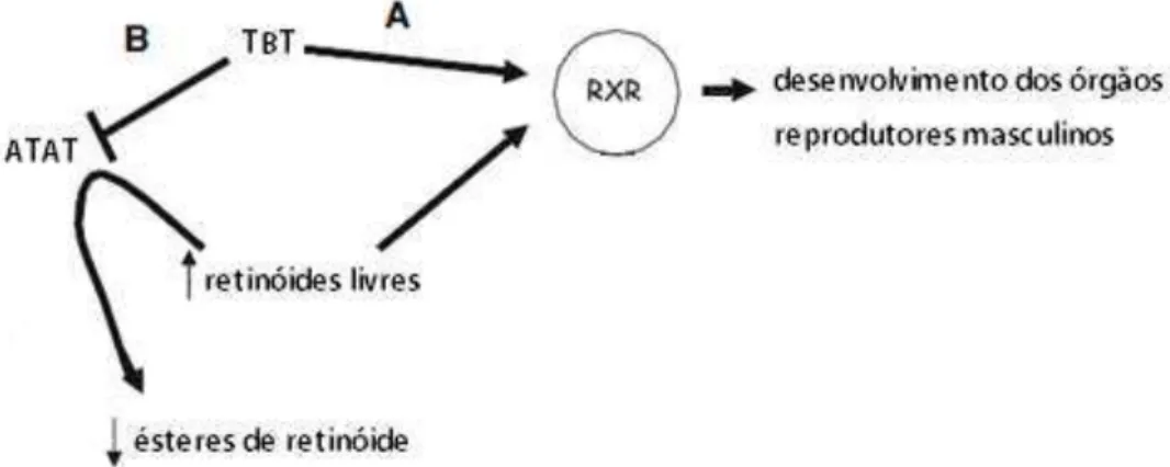 Figura 2. Mecanismo proposto para imposex induzido por TBT. TBT ativa o RXR sinalizando o início da  transcrição  de  genes  necessários  para  o  desenvolvimento  do  sistema  reprodutor  masculino  (A)  diretamente, ligando-se e ativando RXR; ou (B) indi
