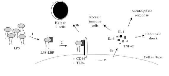 Figure 1. Mechanism of host response to LPS. Once internalized, LPS is bound by LBP (1) and transferred to CD14 (2); this new complex activates TLR4, followed by initiation of the innate (3a) and adaptive (3b) immune responses