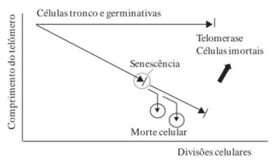 Figura 3. Relação do comportamento das células e o comprimento dos telômeros.