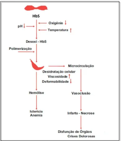 Figura 2 – Representação esquemática da fisiopatologia da AF. A HbS tem uma característica química especial  que  em  situações  de  ausência  ou  redução  da  tensão  de  oxigênio  provoca  a  sua  polimerização,  alterando  a  morfologia  da  hemácia  qu