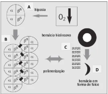 Figura 3 - Fisiopatologia da AF. A figura A mostra uma molécula de Hb composta por duas cadeias α e duas  cadeias β-falciforme