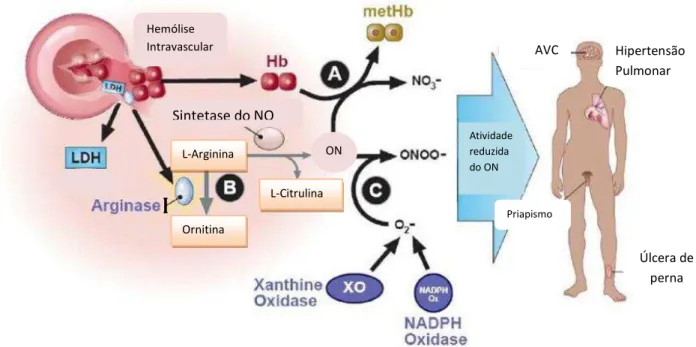 Figura 4 – Hemólise intravascular reduz a biodisponibilidade do NO. O NO é produzido a partir das isoformas  do óxido nitrito sintetase (NOS), usando como substrato a L-arginina
