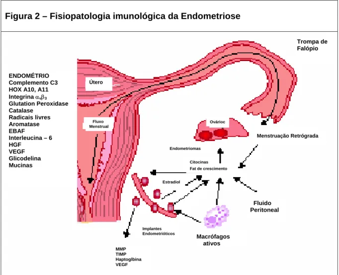 Figura 2 – Fisiopatologia imunológica da Endometriose 