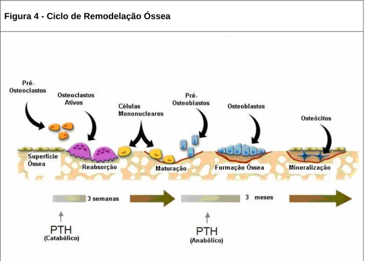 Figura 4 - Ciclo de Remodelação Óssea 