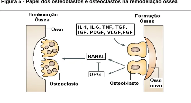 Figura 5 - Papel dos osteoblastos e osteoclastos na remodelação óssea 