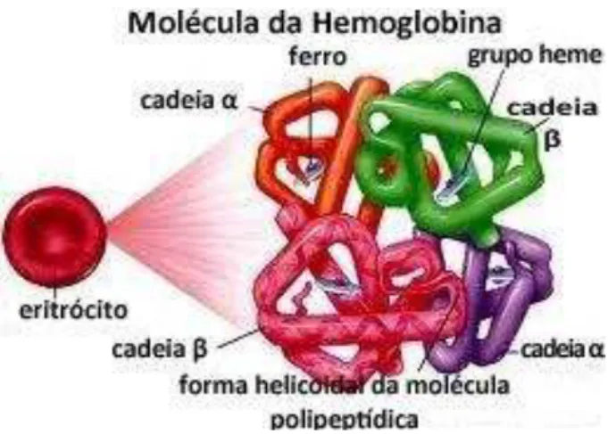 Figura 1 - Representação da estrutura da molécula de hemoglobina. 