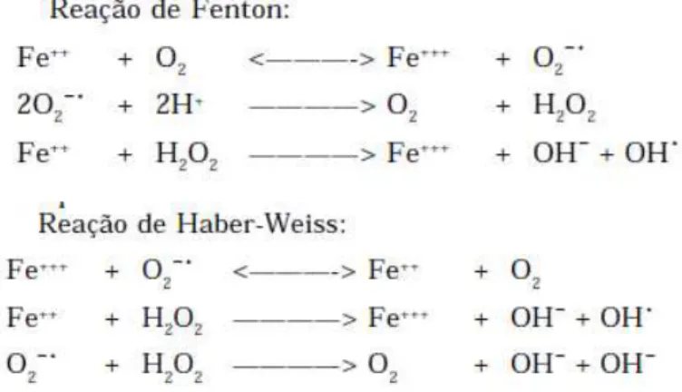 Figura 8 - Reações de Fenton e Haber-Weiss. 